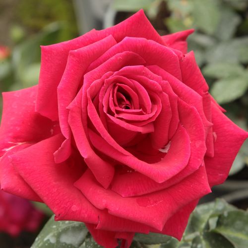 Rozenstruik - Webwinkel - theehybriden - rood - Rosa Ena Harkness™ - sterk geurende roos - Albert Norman - Bloeit de hele zomer en najaar door.